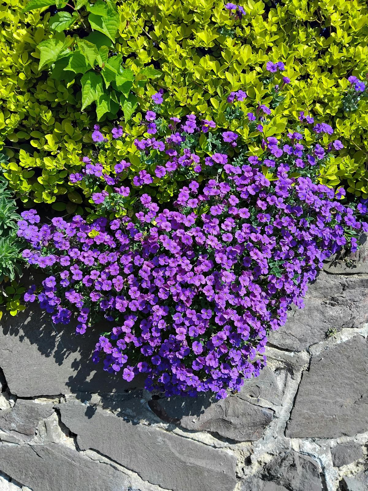 Jaké květiny vysadit na hřbitově / foto pexels.com