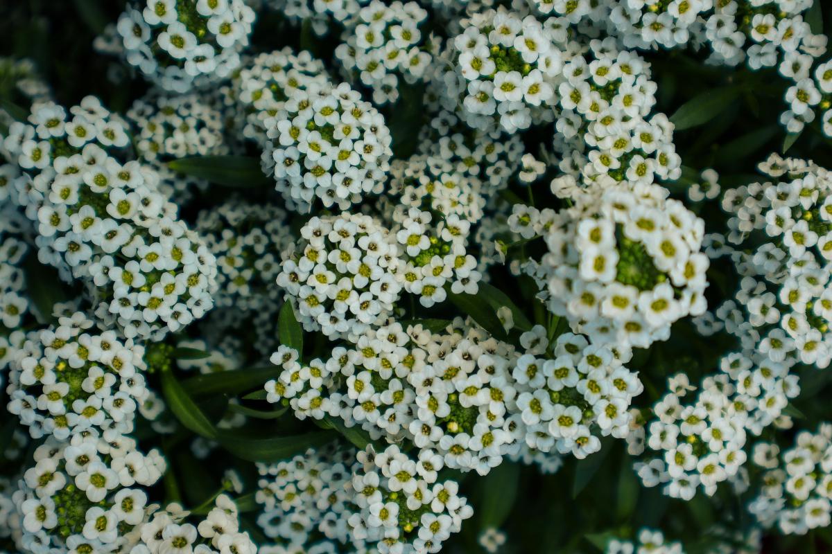 Jaké nenáročné trvalky lze vysadit na hřbitově / foto: chrechels.com