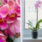 Čím zalévat orchideje, aby bujně kvetly: jednoduché domácí řešení bez