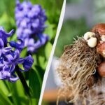 Květy hyacintů – co dělat dál: 5 důležitých kroků péče