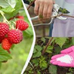 Maliny vyrostou velké a sladké: tady je návod, co dělat