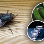 Mouchy zmizí okamžitě: nejlepší přírodní prostředky proti hmyzu
