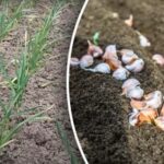 Možná zůstanete bez úrody: jak krmit česnek, pokud rostlina zežloutla