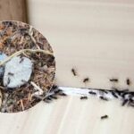Na mravence můžete zapomenout: dva jednoduché produkty hmyz nadobro odpudí.