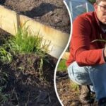 Nebudete potřebovat ani kapku chemie: nejúčinnější způsob, jak se zbavit