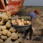 Oblíbený mýtus vyvrácen: brambory je levnější koupit, nebo vypěstovat, vysvětlení