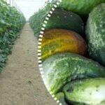 Peněžní lék zdvojnásobí vaši úrodu: okurky porostou rychleji a rychleji