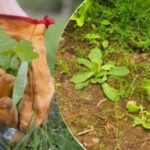 Plevel na zahradě zmizí navždy: trik, který znají jen zkušení