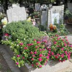 Samokvetoucí a nenáročné na údržbu: 4 ideální květiny pro úpravu