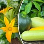 Sousedé budou žasnout nad nebývalou úrodou: tři odrůdy cuket, které