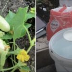 Úžasné domácí hnojivo na okurky: zahradník vyvrátil oblíbený mýtus