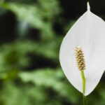 Zahradníci pojmenovali „ideální“ místo pro spathiphyllum: na co si dát